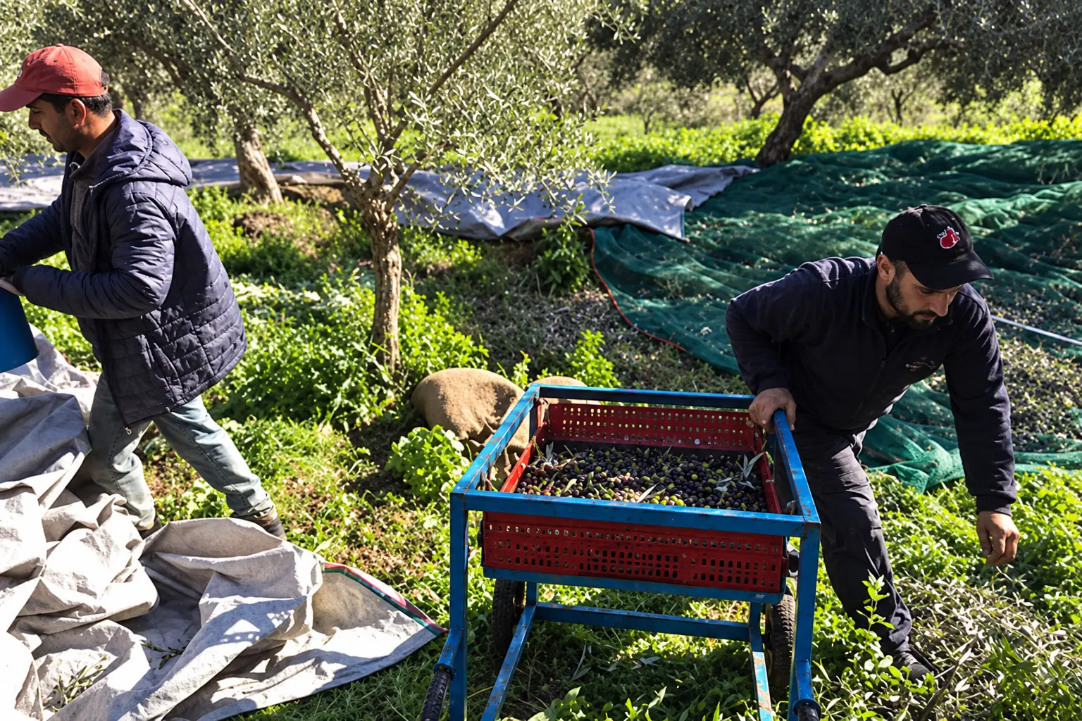 The harvest in the Citrine olive oil production process