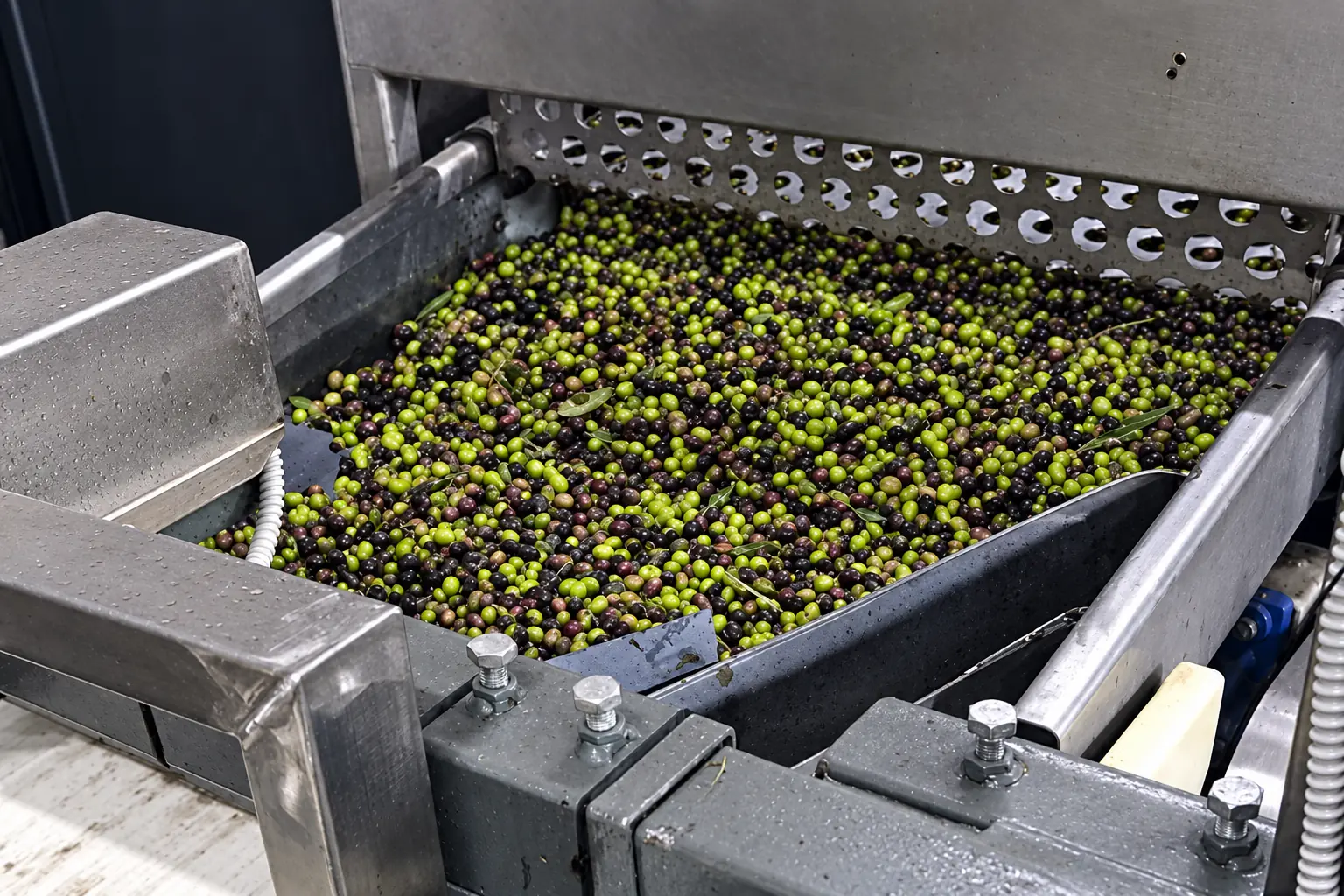 Sorting and preparation in the Citrine olive oil production process