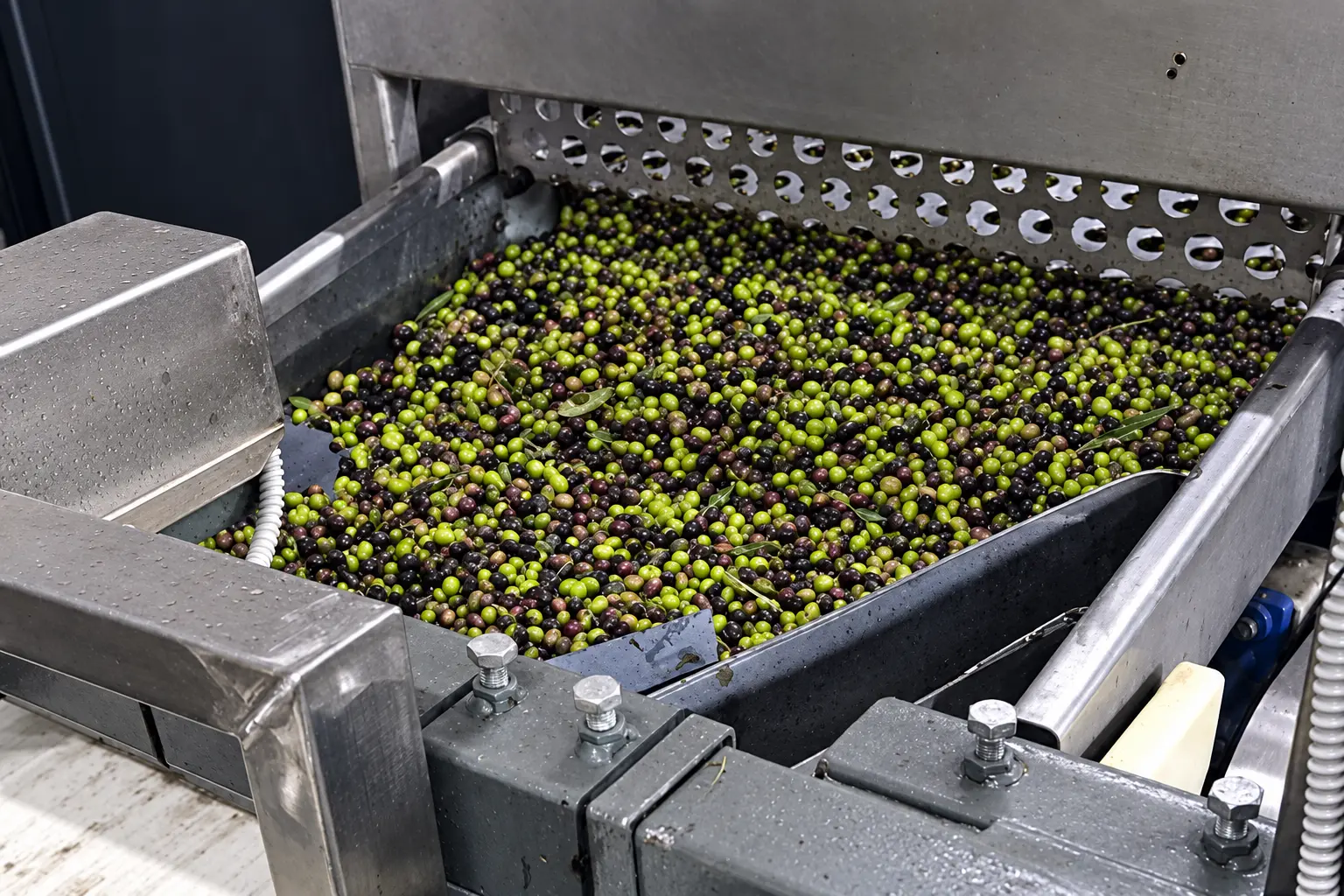 Fresh green and purple olives entering the mill