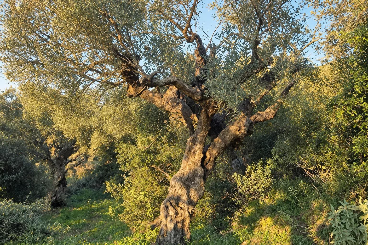Ancient olive tree surrounded by a sunlit Mediterranean grove