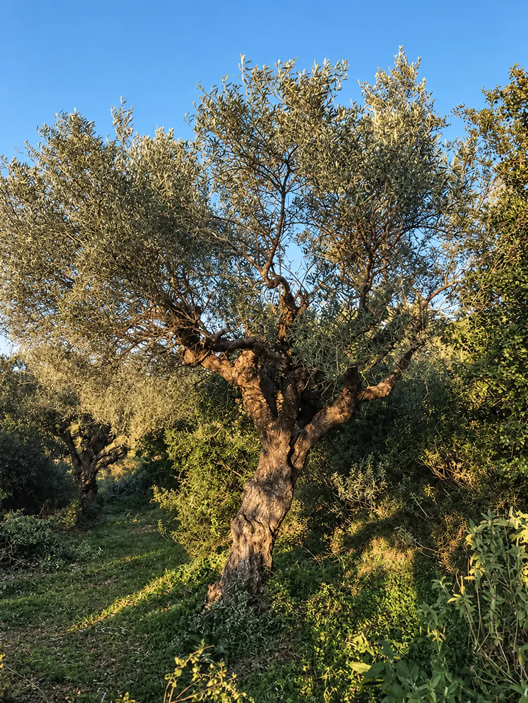 Mature olive tree rising against a clear Greek sky