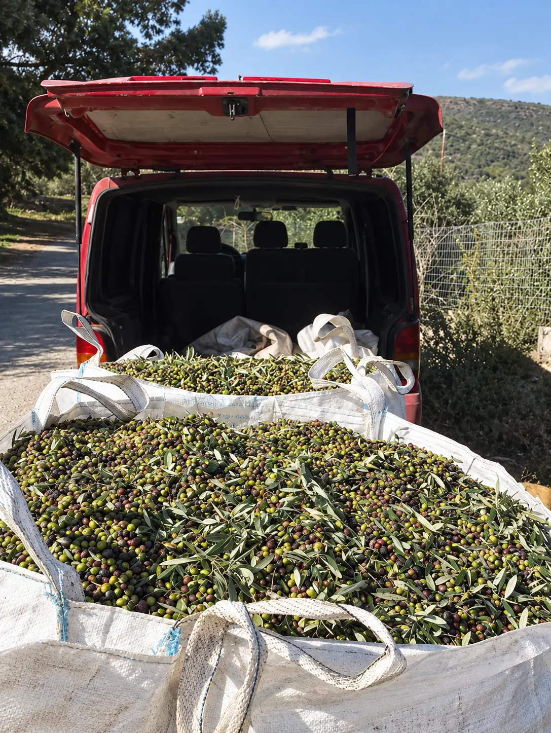 Freshly harvested olives collected behind a red vehicle