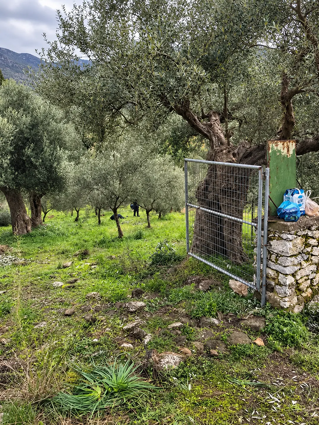 Path through an olive grove beside a stone wall and open gate