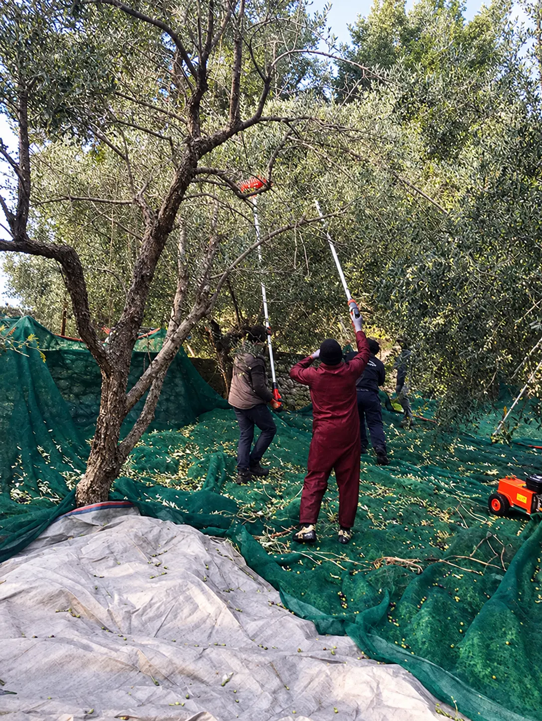 Two people harvesting olives from a tree over collection nets