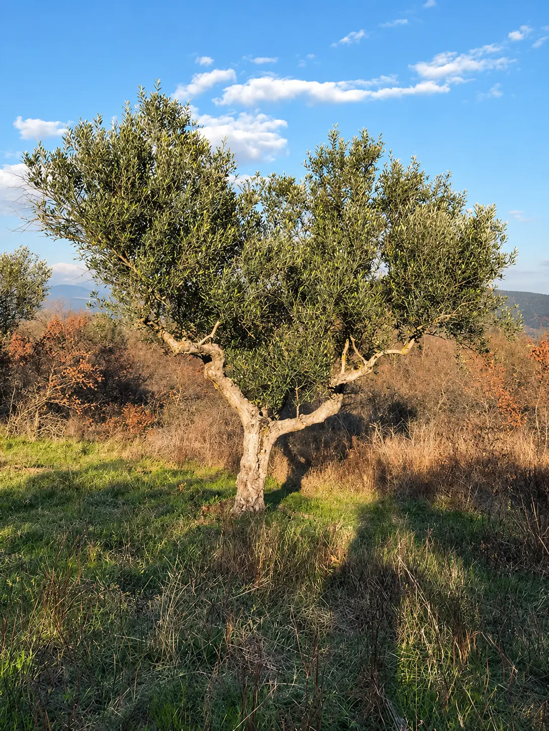 Olive tree standing in a green field beneath a bright blue Greek sky