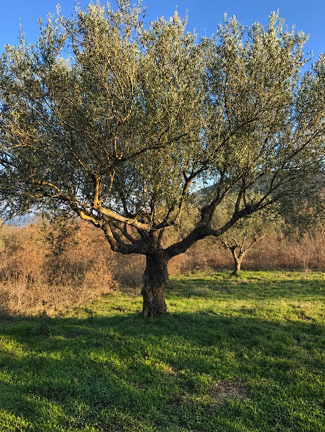 Full crown of a mature olive tree in the Messenian countryside