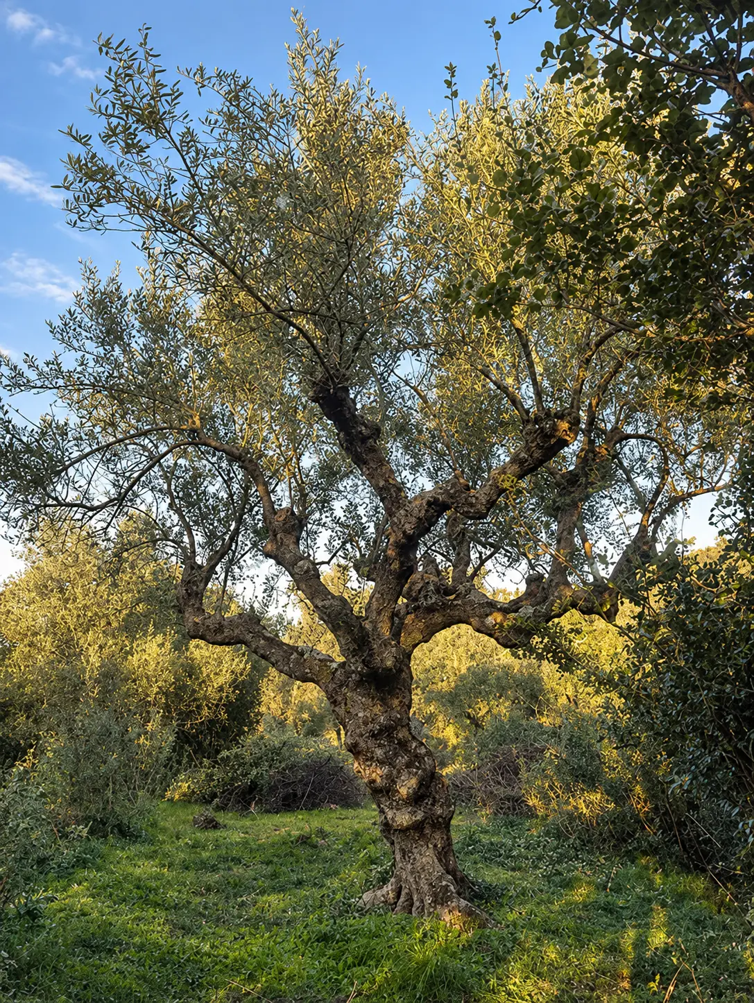 Gnarled old olive tree lit by late-afternoon sun