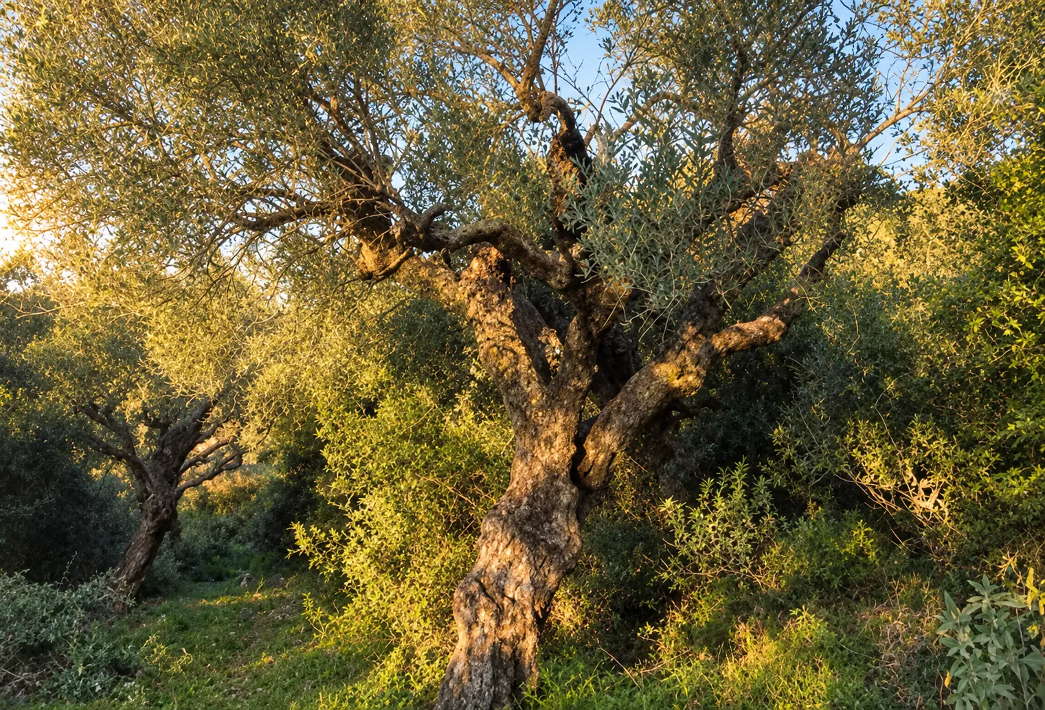 Mature olive tree in the mountain landscape of Aetos, Messenia
